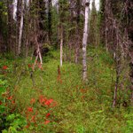 he Northern Forests are hearty places teeming with life and color..jpg